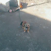 سگ بازیگوش زرنگ نر دوساله|سگ|گنبد کاووس, |دیوار