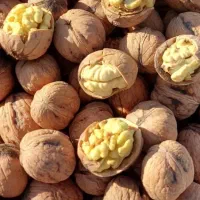 گردو