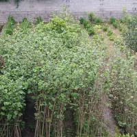 فروش نهال فندق