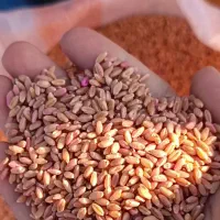 انواع رقم بذر گندم ضد عفونی شده پلمپ|گل و گیاه طبیعی|گنبد کاووس, |دیوار