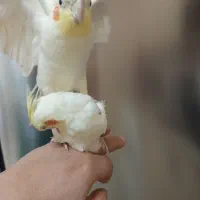 عروس هلندی نروماده سفید فنج