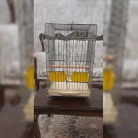 قفس ۱۰۳۲ با کلیه لوازم و فضله گیر مناسب انواع طوطی