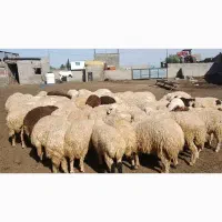 کارگر دامداری
