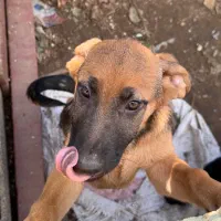 واگذاری ژرمن ماده