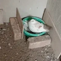 کبوتر باخت رفته