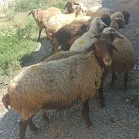 میش|حیوانات مزرعه|صحنه, |دیوار