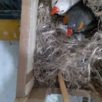 فنچ|پرنده|بندرعباس, |دیوار