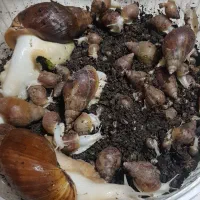 حلزون آچاتینا البینو افریقایی|خزنده|کرج, ساسانی (قلمستان)|دیوار