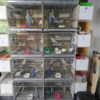 جوفت مولد تضمینی درجه یک|پرنده|بوکان, |دیوار