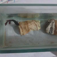 فایتر پلاکت|ماهی|تهران, هفت چنار|دیوار