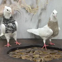 جفت طوقی درجه یک