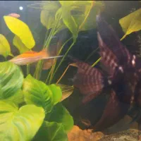 ماهی انجل و دم شمشیری