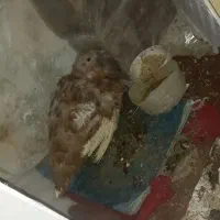 دوعددبقلمون جوان|حیوانات مزرعه|همدان, |دیوار