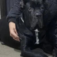 واگذاری سگ کنکورسو نر 11 ماهه