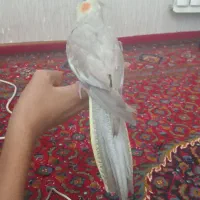 عروس هلندی ماده|پرنده|کرمانشاه, |دیوار
