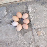 تخم مرغ محلی