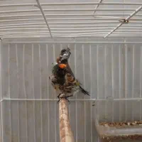 گلبسر سه عدد یکی فنچ بنگالی نر