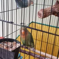 طوطی برزیلی