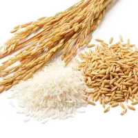 فروش خرده و عمده برنج شالی