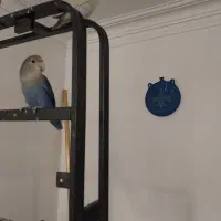 طوطی برزیلی