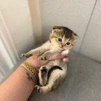 بریتیش سیلور و گلد|گربه|لاهیجان, شیشه گران|دیوار