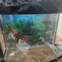 اکواریوم|ماهی|خوی, |دیوار