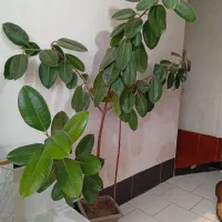 فروش گل|گل و گیاه طبیعی|سیلوانه, |دیوار