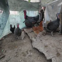 بوقلمون نر سنگین|حیوانات مزرعه|بندر گناوه, |دیوار