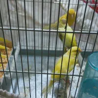 ماده قناری اماده