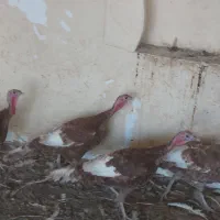 ۱۸عددبوقلمون نر وماده|حیوانات مزرعه|زیویه, |دیوار