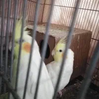 جفت عروس هلندی