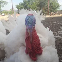 بوقلمون گوشتی