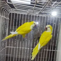 یک جفت راهب زرد