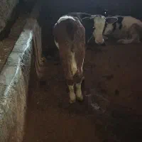گاو وگوساله نر  گاو 3شکم 10کیلو شیر|حیوانات مزرعه|خاو و میرآباد, |دیوار