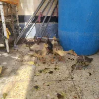 6عدد جوجه غاز و یک جوجه اردک محلی