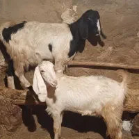 بز هلندی|حیوانات مزرعه|هرسین, |دیوار