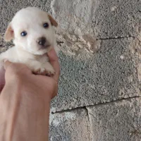 واگذاری پاکوتاه|سگ|سیرجان, |دیوار