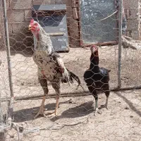 تخم نطفه دار لاری اوشامو