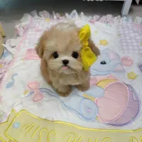 سگ خانگی مینی سایز