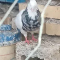 پرنده|پرنده|بهبهان, |دیوار