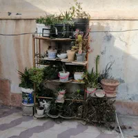 فروش گل طبیعی