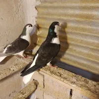 کبوتر الوان