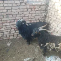 چبش وبره چاق