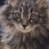 گربه نژادار دو ماه|گربه|سبزوار, هفت تیر|دیوار