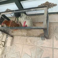 مرغ خروس محلی|حیوانات مزرعه|اسلامشهر, شهرک امام حسین (میان آباد)|دیوار