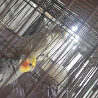 عروس هلندی