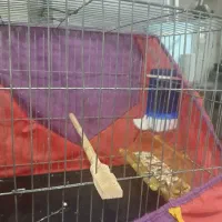 عروس خوش رنگ|پرنده|قم, شهرک فاطمیه|دیوار