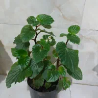 گل بگونیا