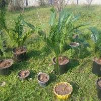 سیکاس|گل و گیاه طبیعی|خمام, |دیوار