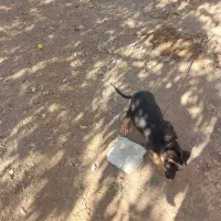 واگذاری توله سگ ژرمن اصل|سگ|کرمانشاه, |دیوار